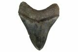Serrated, Fossil Megalodon Tooth - Georgia #159740-2